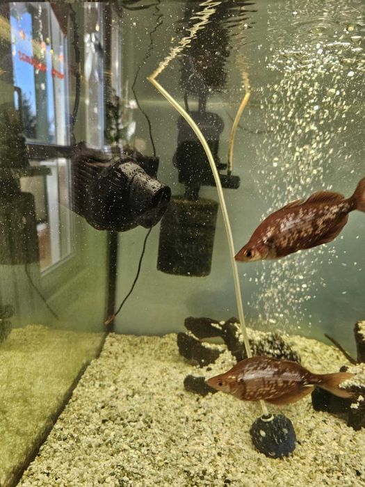 Akwarium 500L (200x50x50) + szafka - robiona na zamówienie + życie