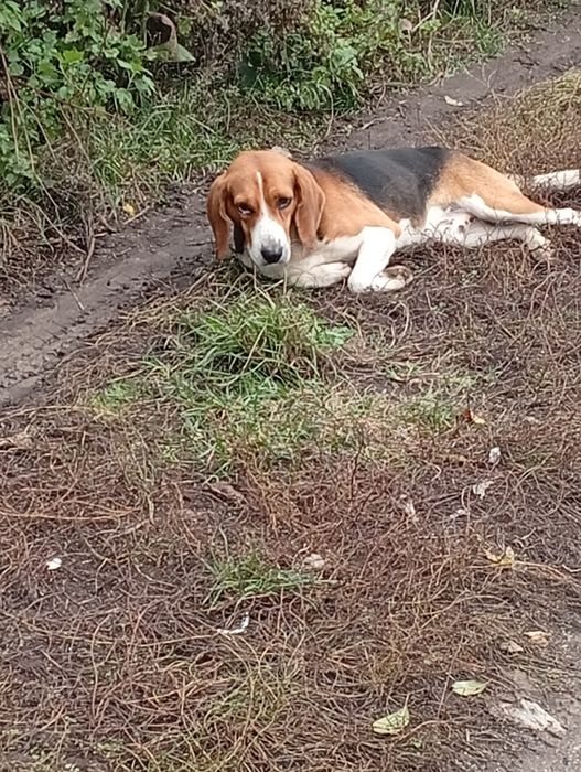 Віддам в добрі руки песика породи Бігель 2 роки
