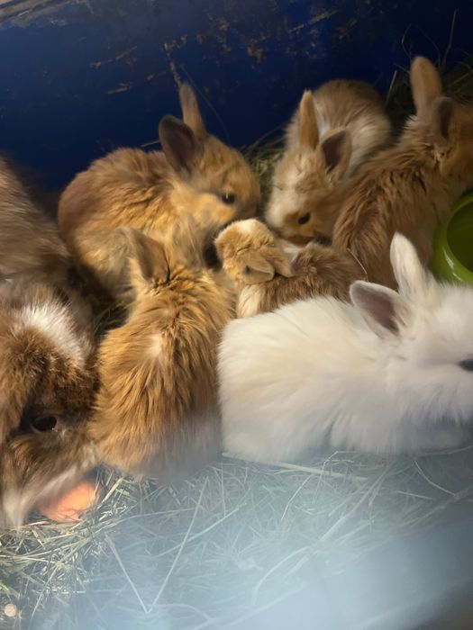 Кролики МИНИ ( карликовые)