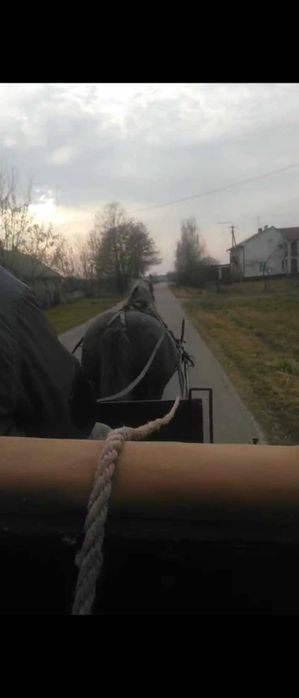 Zaprzęgana źrebna klacz ze źrebakiem