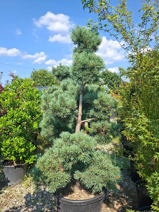 Bonsai m.in. z sosny 'Watereri', DUŻE OKAZY