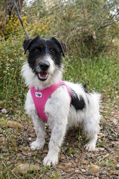 NICA (Fêmea, 3 Anos) - Para Adoção