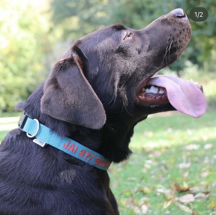 Coleiras Personalizada feita à mão