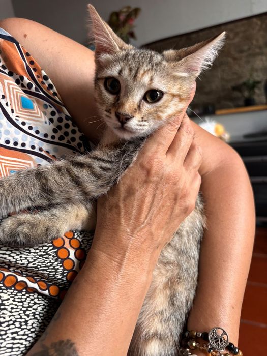 Gatinha adoção responsável