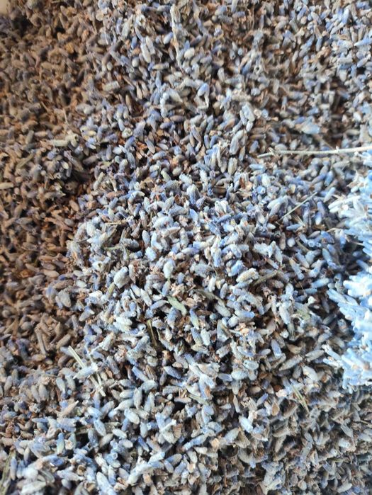 Лаванда суха,квіти лаванди