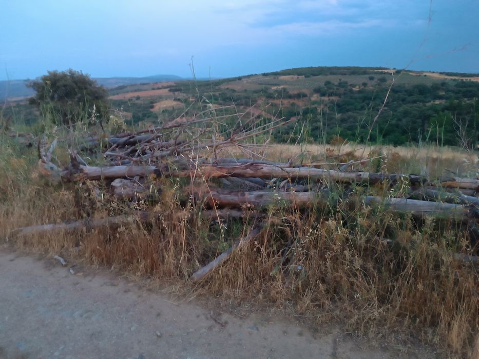 Madeira de pinho – cerca de 20 toneladas ou mais – Bom estado