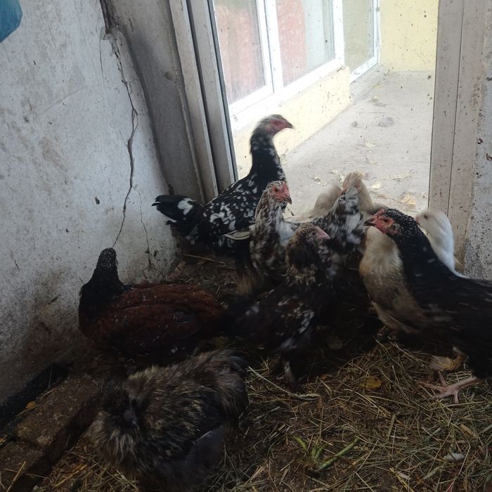 Молоденькі курочки
