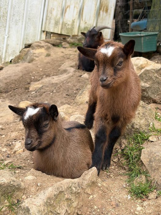 Vendo cabritas fêmeas anãs
