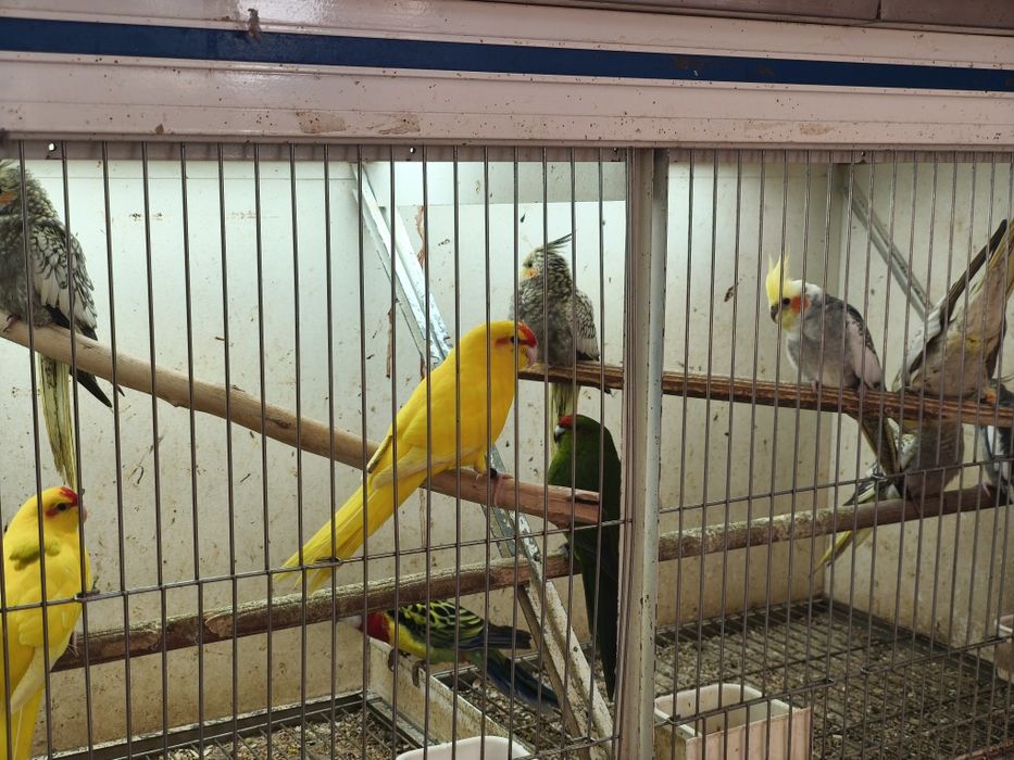 Kakarikis e caturras....