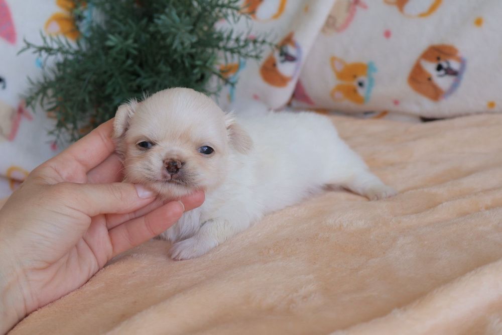 Chihuahua .Mini. Menino .Cabeça de maçã. Pēlo longo