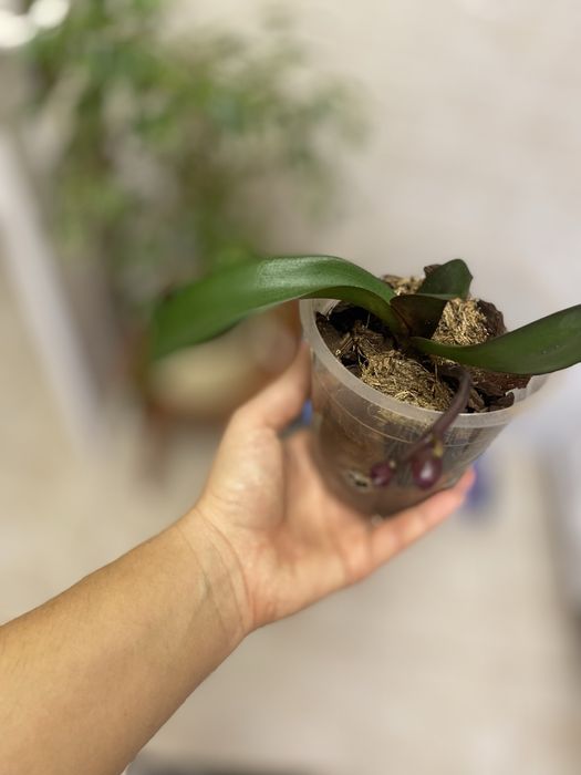 Орхідея дєтка малютка фіолетова