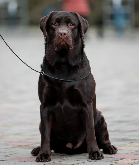 Открыт для вязок молодой, перспективный кобель лабрадор ретривер!