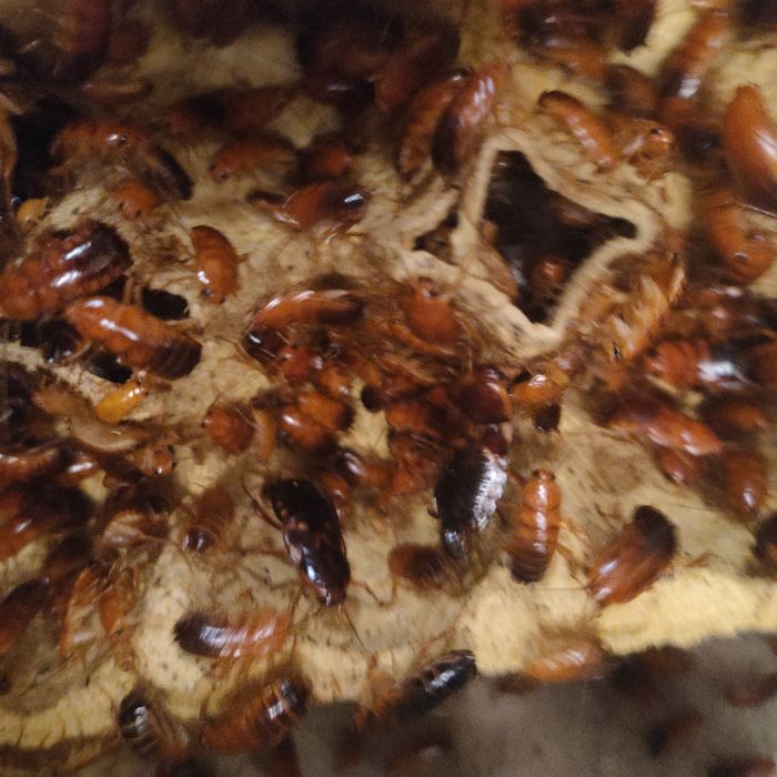 Karaczany tureckie, karmówka dla gadów