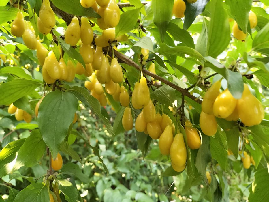 Саджанці малина ожина інжир полуниця саженцы малина клубника ежевика