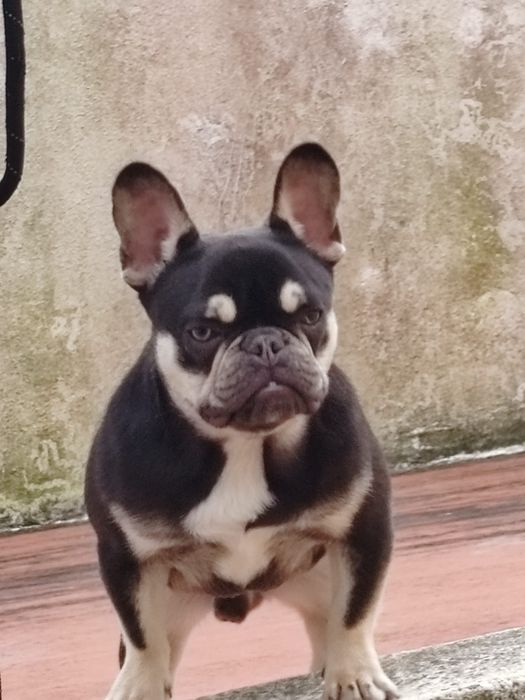 Bulldog Francês compacto macho black tan
Top qualidade e genetica. Desparasitado vacinado. 
Com toda documentação.
Super amigavel e brincalhāo