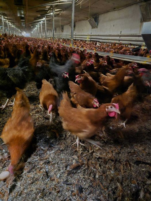KURY NIOSKI ROSA 1 Kurki z pierwszym jajkiem.Messa Leghorn.25tyg.DOWÓZ