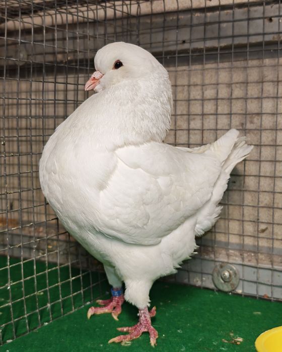 Pombos Ornamentais king