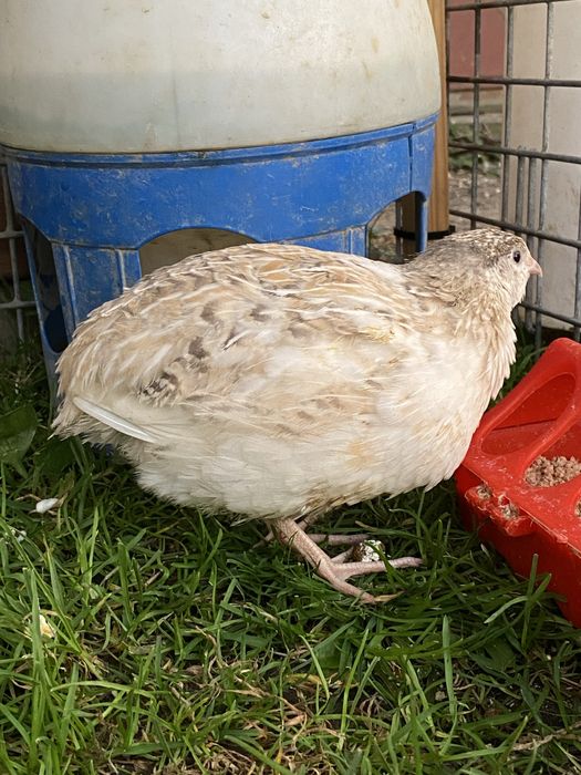 przepiórki, przepiórka japońskie