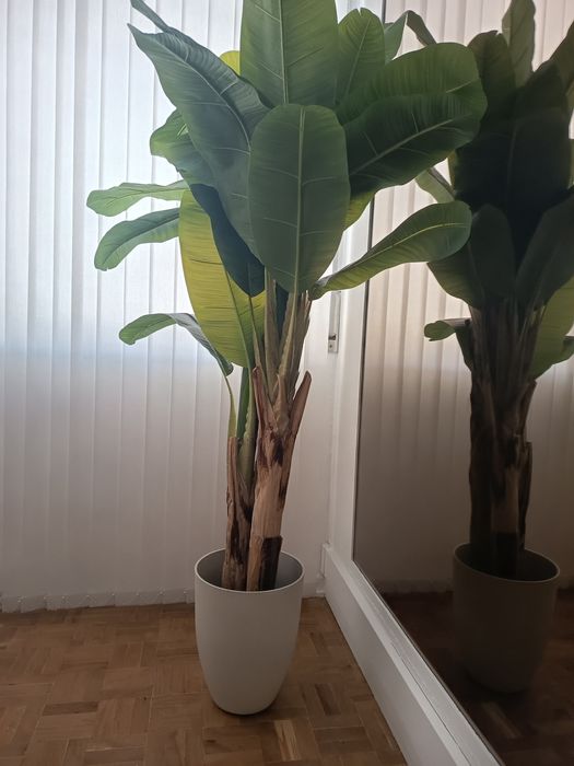 Planta bananeira