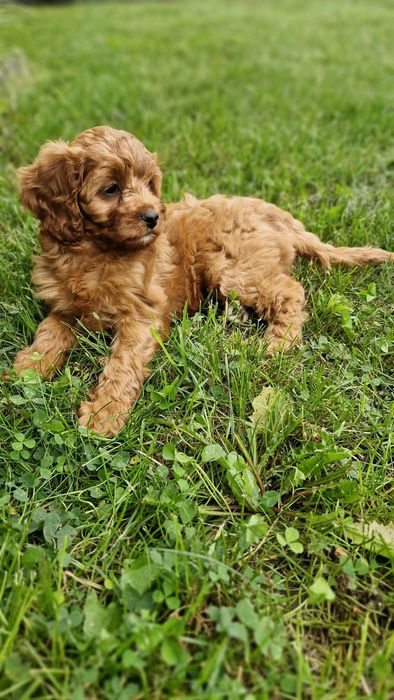 Sunia cavapoo f1