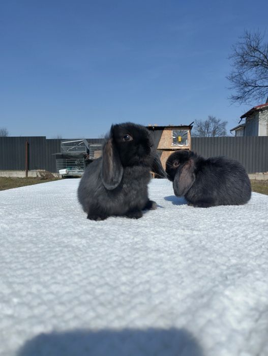 Декоративні кролики