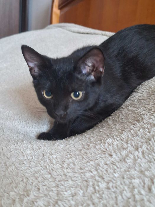 Чорне кошеня, 4 міс
