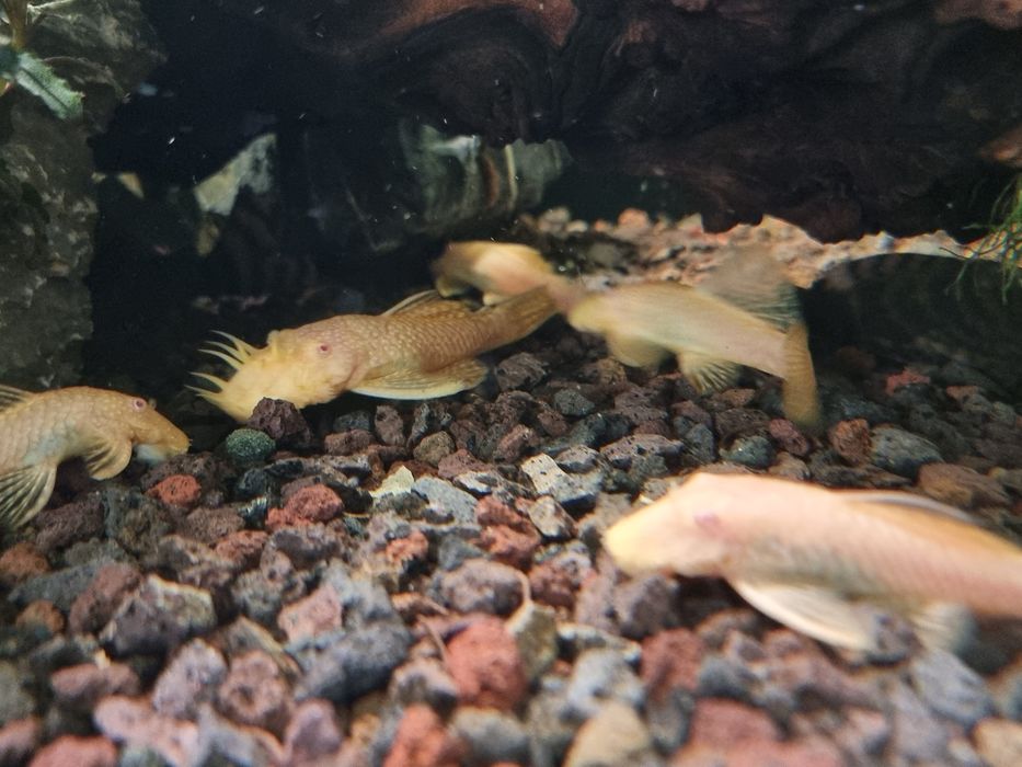 Ancistrus albinos