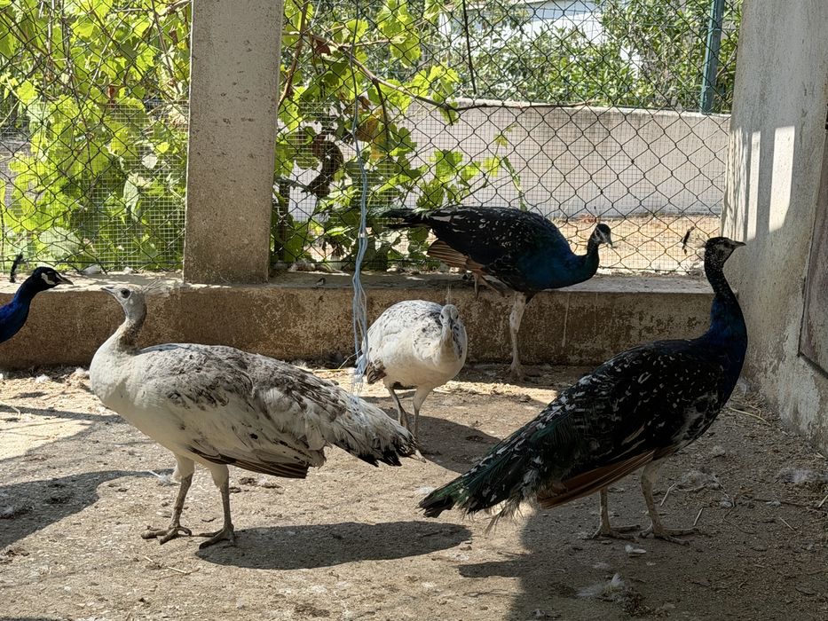 Pavões com mais de 1 ano disponíveis para venda (3 fêmeas e dois machos). Asa Negra