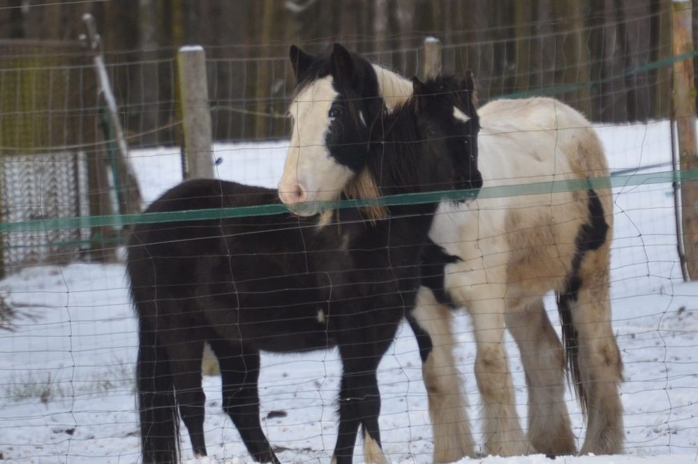Polski kuc Wierzchowy klacz i klacz kn