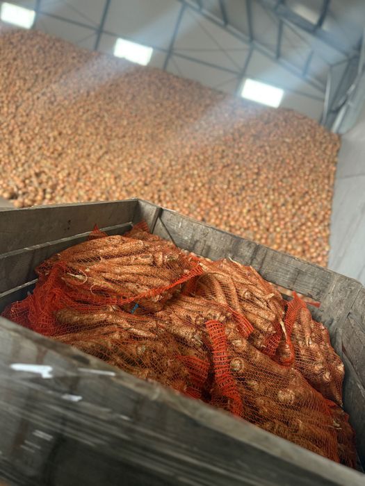 Od rolnika z wysyłką 20 kg cebuli