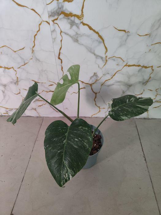 Monstera variegata