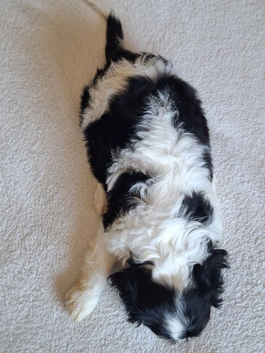 Cavalier King Charles Spaniel piesek