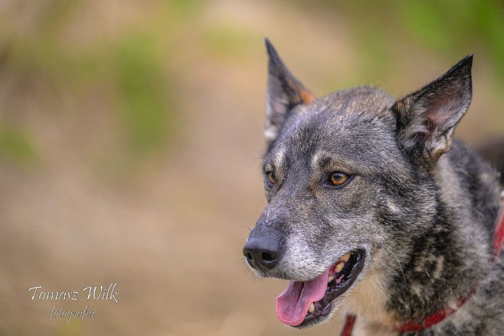 Wspaniale będzie bronił mieszkania i podwórka przed niechcianymi gośćmi. Kajtek do adopcji