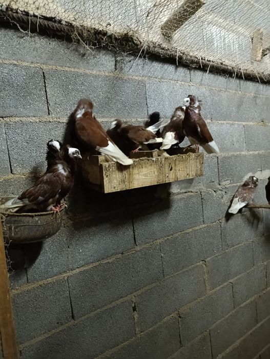 Pombos Capuchinho