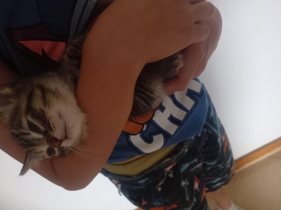 Gatinhos bebés para adoção