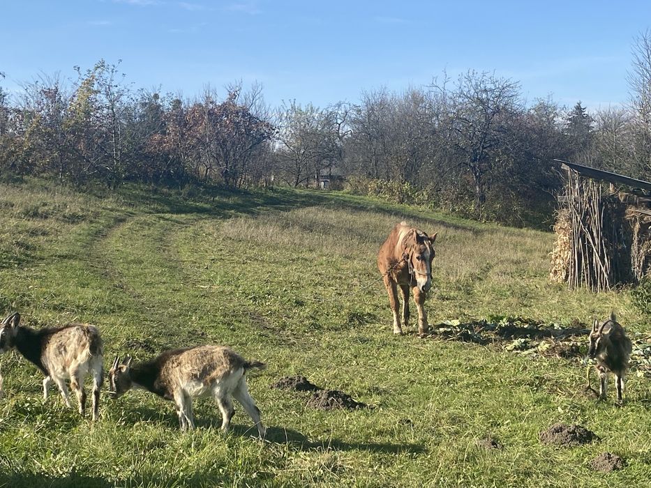 Продаються породисті альпійські кози і козенята