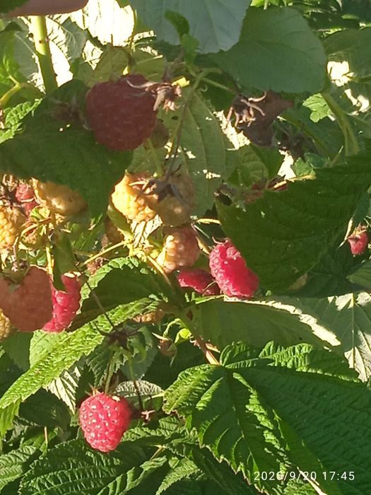 Кореневища малини сорту Еріка