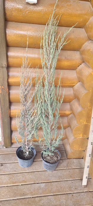 Ялівець Blue Arrow C2