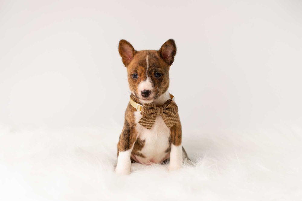 Pręgowane szczenięta Basenji