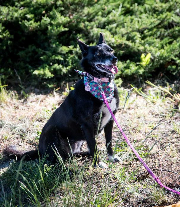 Fanta czeka na spokojny dom (od ponad 2 lat)