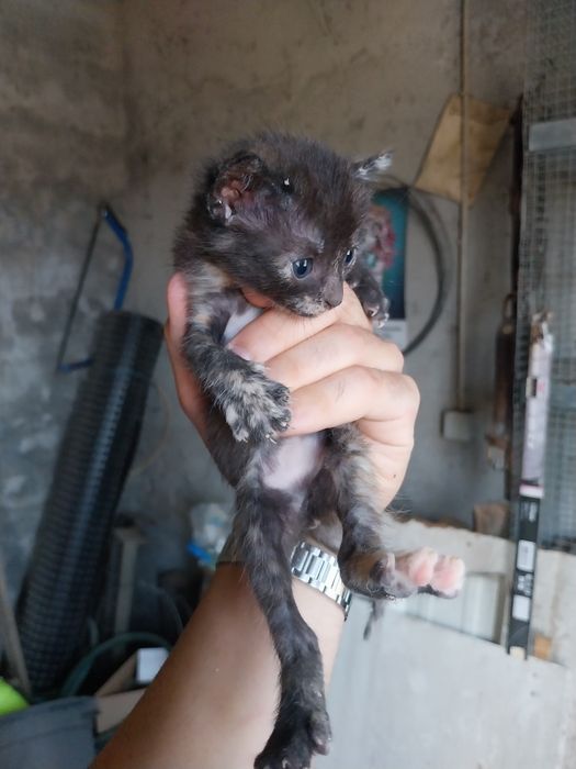 Ofereço gatinhos pequenos