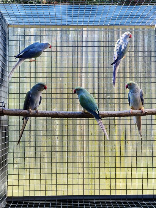 Tenho Ring Necks de 2024 e 2025