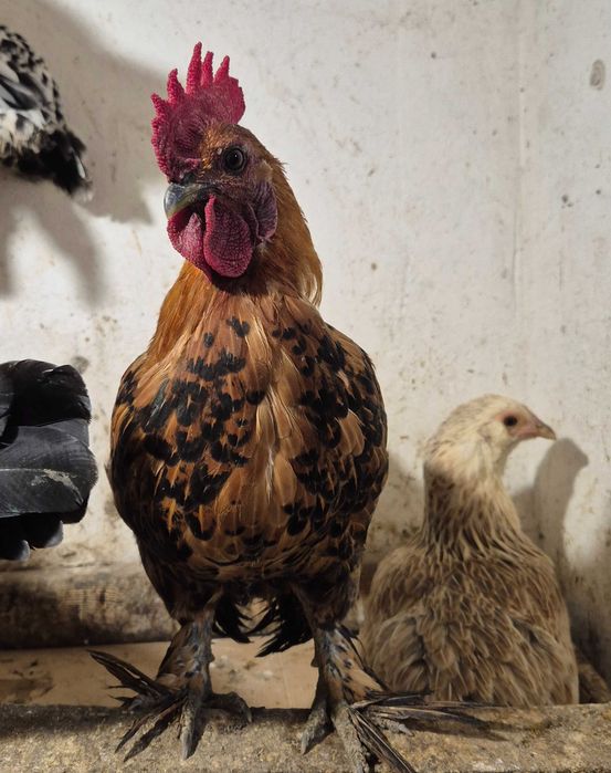 Бентамки півні півень для невеликих курочок кольорові яйця