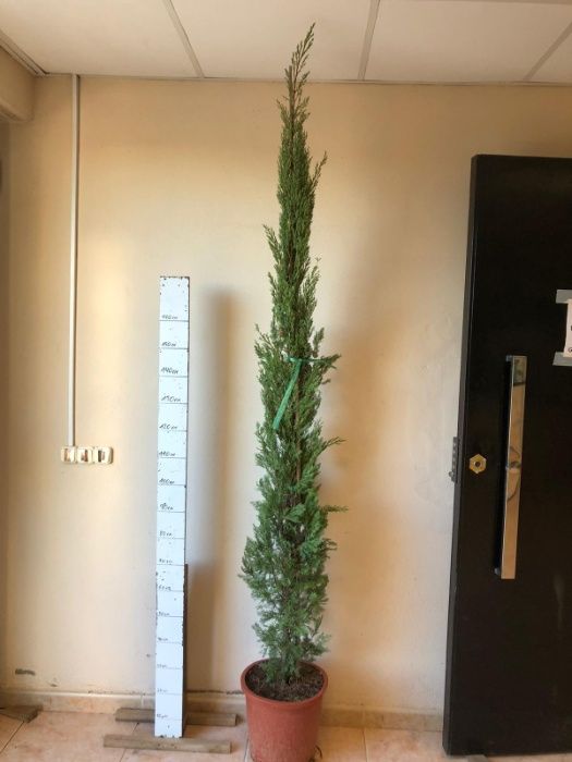 Cupresso totem e stricta 150~500 cm de altura