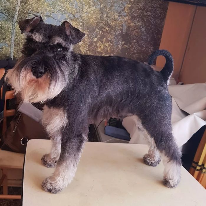 Перукар для собак