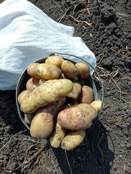 Продам харчову картоплю