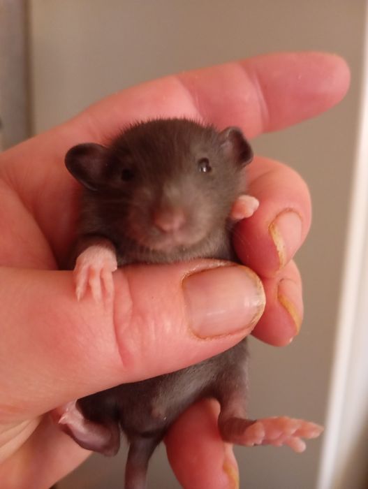 Криси, пацюки,щури,крисята