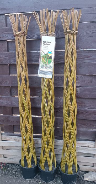 Іва,живі дерева,бутилочні дерева,івовий прут,свіжий зріз.Лоза для плет