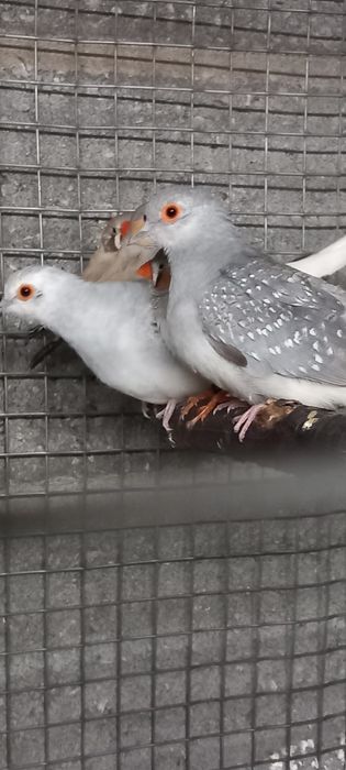 Manderins/rolas diamante