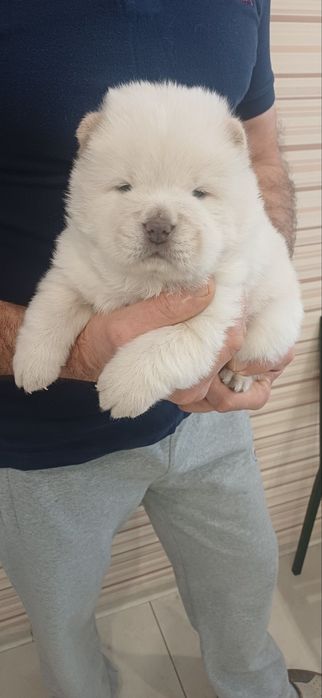 Чау чау,дівчатка та хлопчики,КСУ FCI